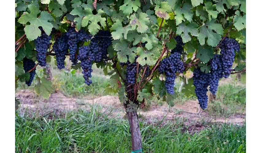 Cantina La Spina