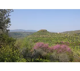 Azienda Agricola Capofarfa di Marco Agamennone