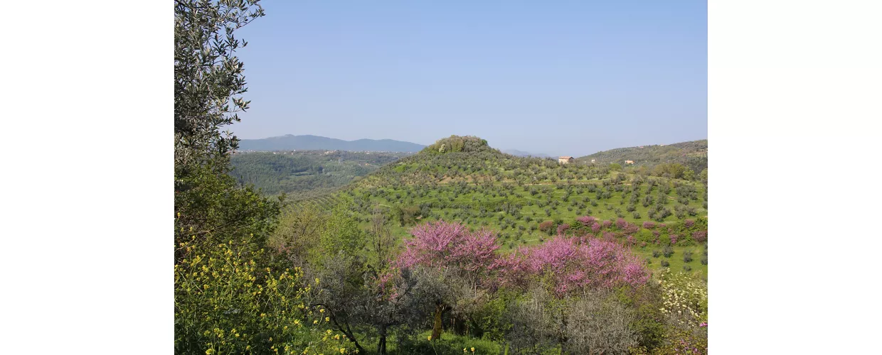 Azienda Agricola Capofarfa di Marco Agamennone