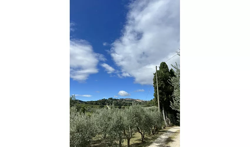 Fattoria Madonna della Querce