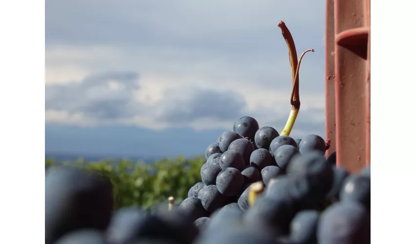 Agriturismo Cantine Bevione