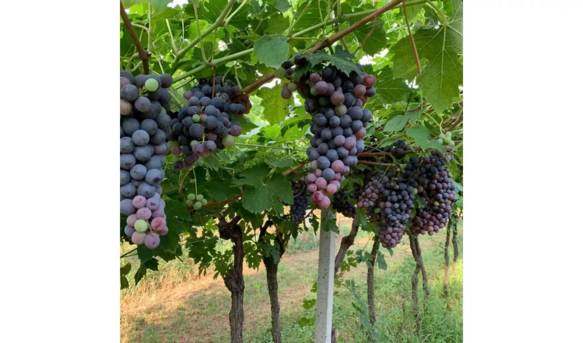 La Pesenata - Società agricola