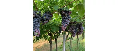 La Pesenata - Società agricola