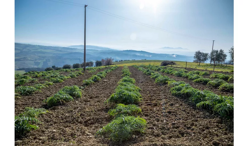 La Vecchia Fattoria Agriturismo - cucina contadina