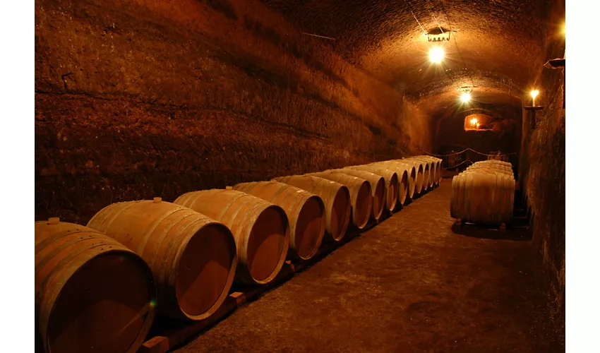 Fattoria Madonna Delle Macchie
