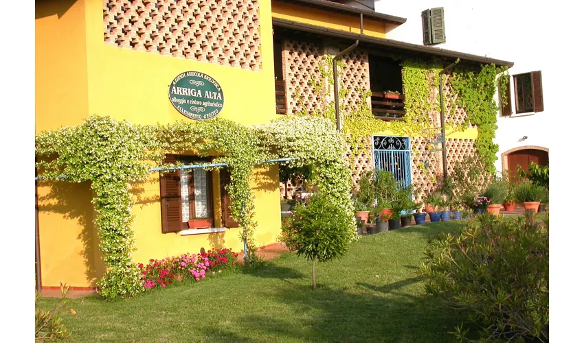 Arriga Alta