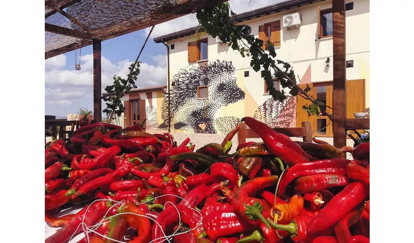 Agriturismo Il Riccio