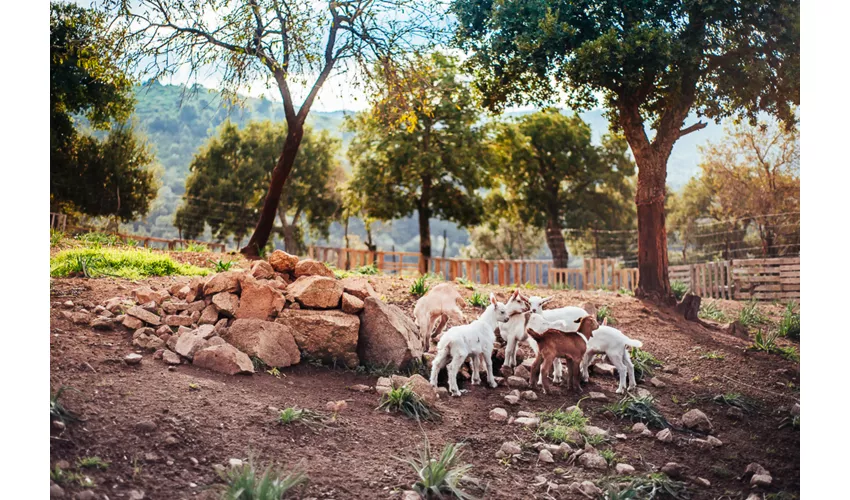 Agriturismo Camisadu