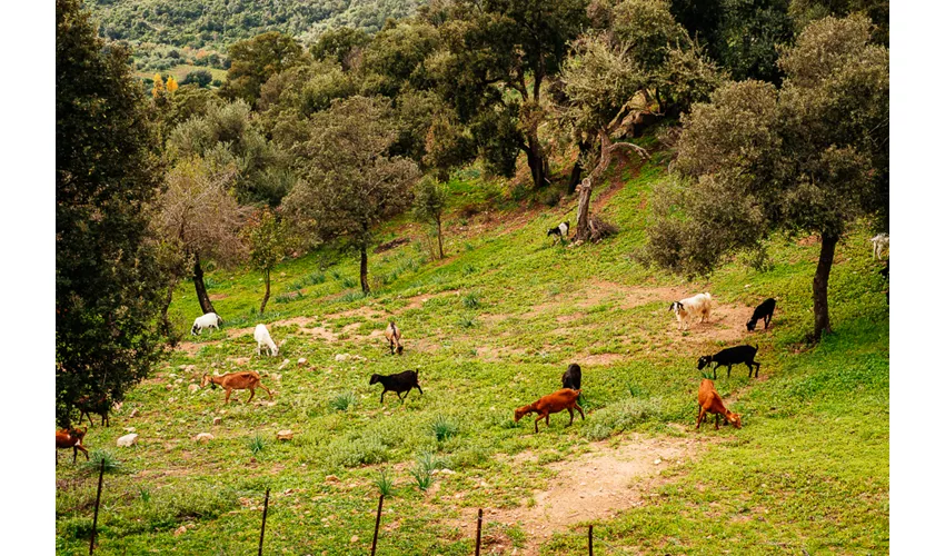 Agriturismo Camisadu