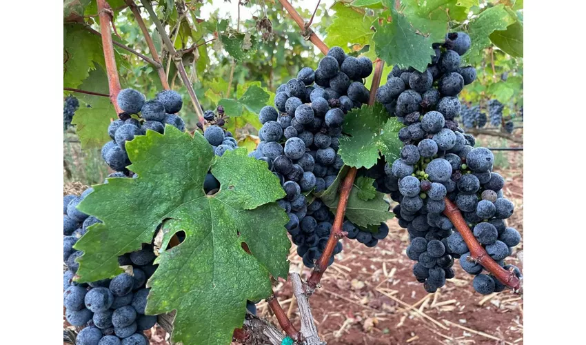 Cantina Monsellato