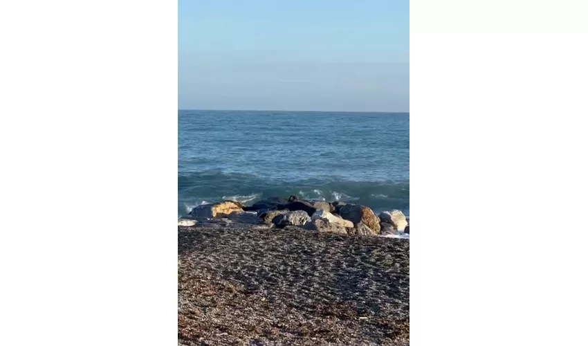Bombonera