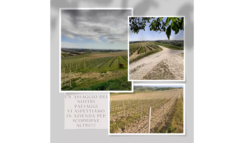Azienda Vitivinicola FERRETTI s.s.a.