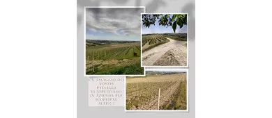 Azienda Vitivinicola FERRETTI s.s.a.