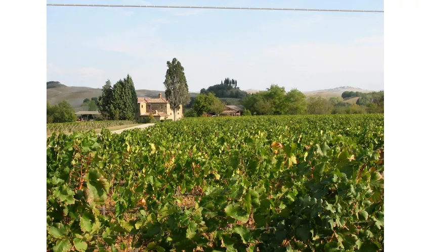 Fattoria Carpineta Fontalpino