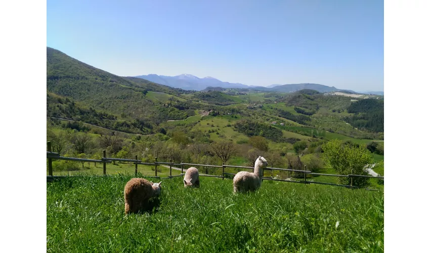 Agriturismo L'Alpaca della Rossa