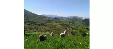 Agriturismo L'Alpaca della Rossa