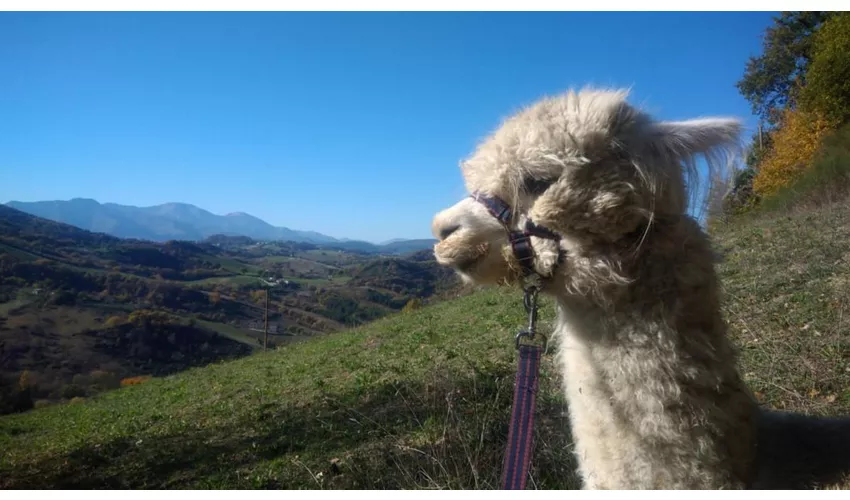 Agriturismo L'Alpaca della Rossa