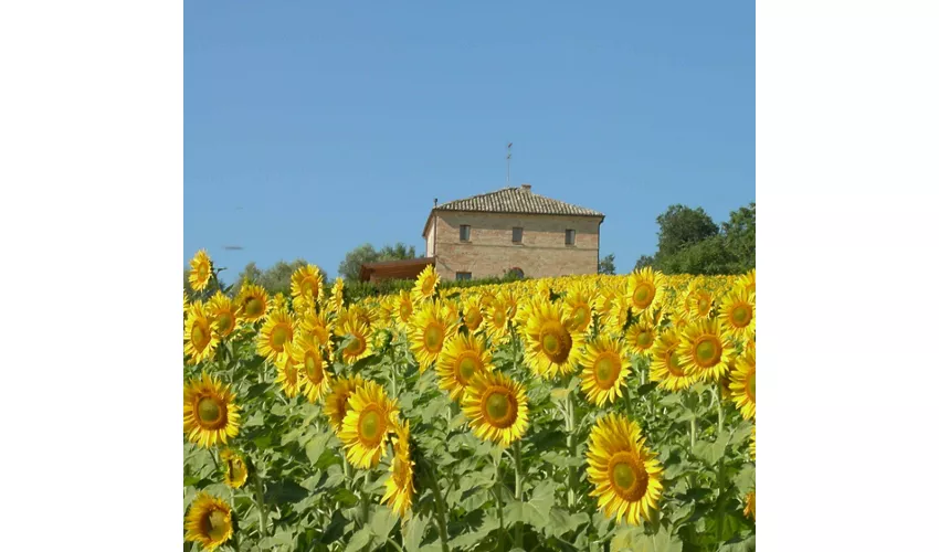 Agriturismo Casina Foglietti