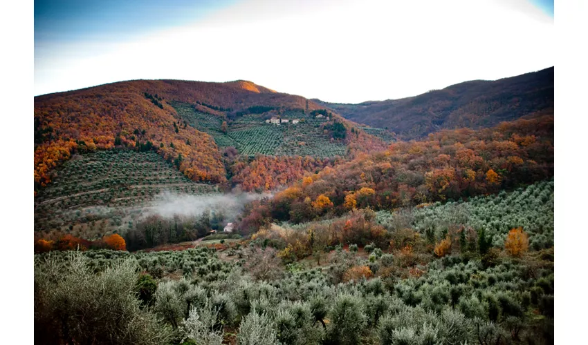 Fattoria di Volmiano