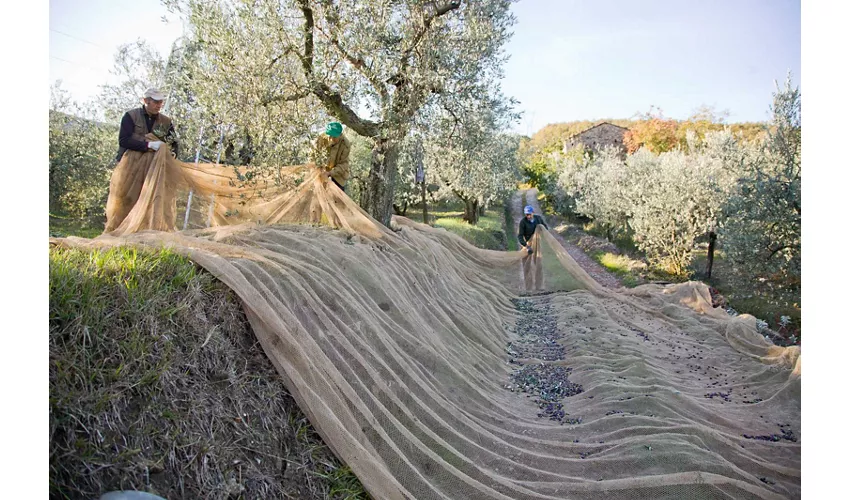 Fattoria di Volmiano