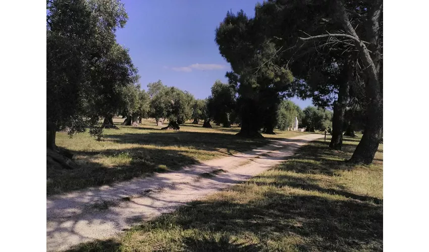 Immagine di Sileno
