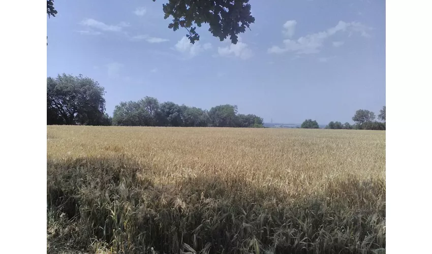Immagine di Sileno