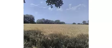 Immagine di Sileno