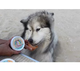 Islamorada - Dog Beach