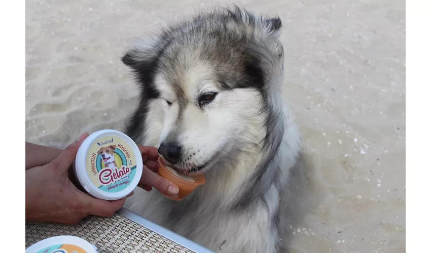 Islamorada - Dog Beach