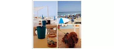 Islamorada - Dog Beach