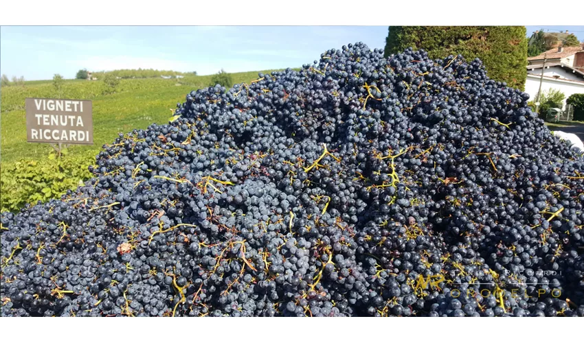 Tenuta Riccardi - Vini dal 1912