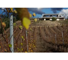 Vigneti Vallorani