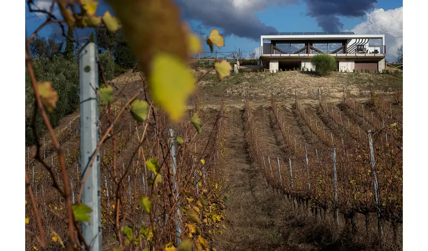 Vigneti Vallorani
