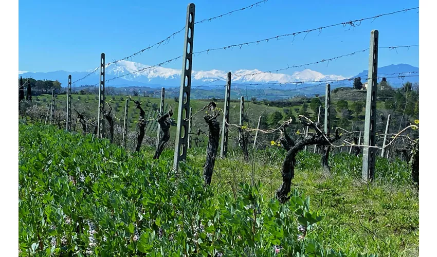 Vigneti Vallorani