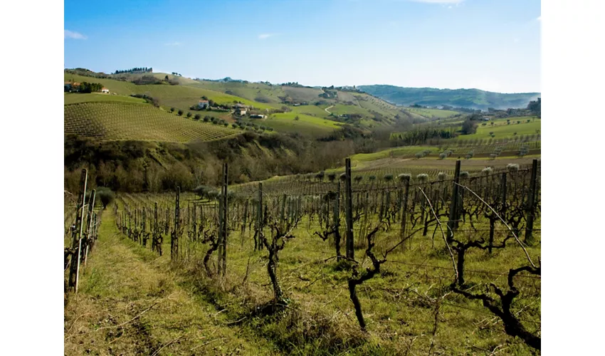 Vigneti Vallorani