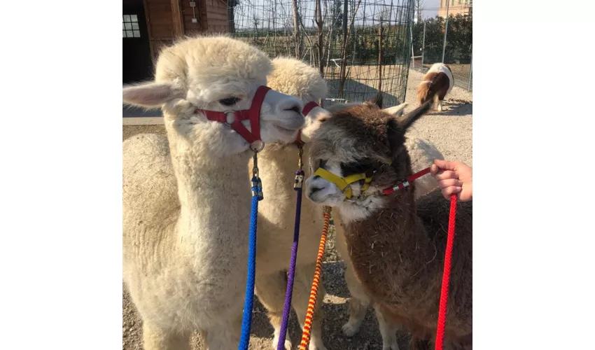 Società Agricola Saccona Agriturismo Tenuta dei Cria