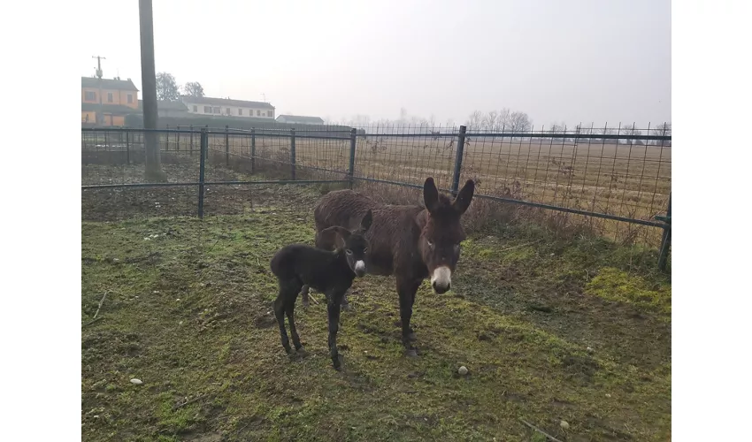 Agriturismo Raimondi Cominesi Amilcare