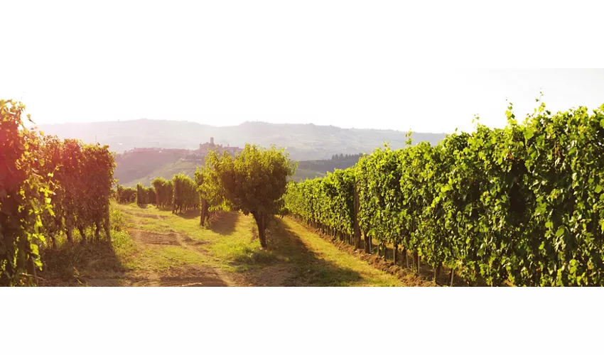 Poderi Gianni Gagliardo