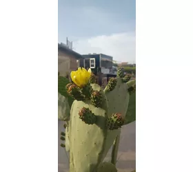 Ficupala