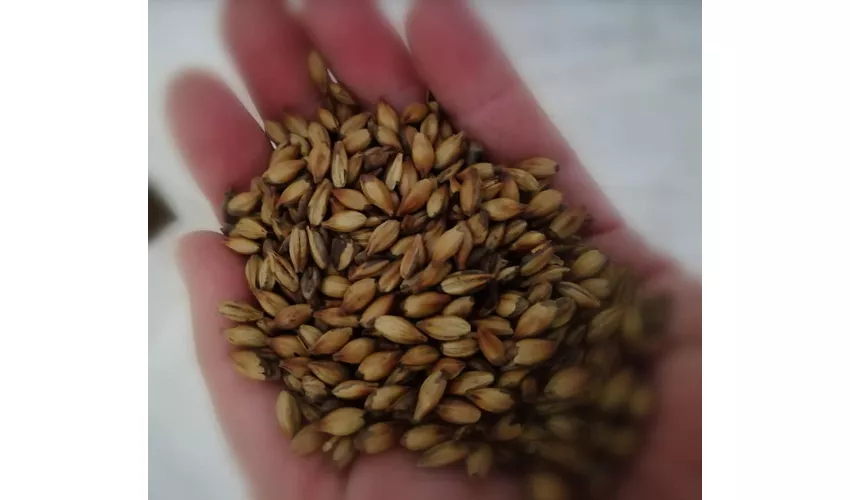 Birrificio, Agri Camping e Agripub Golden Rose