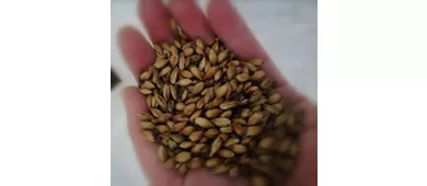 Birrificio, Agri Camping e Agripub Golden Rose