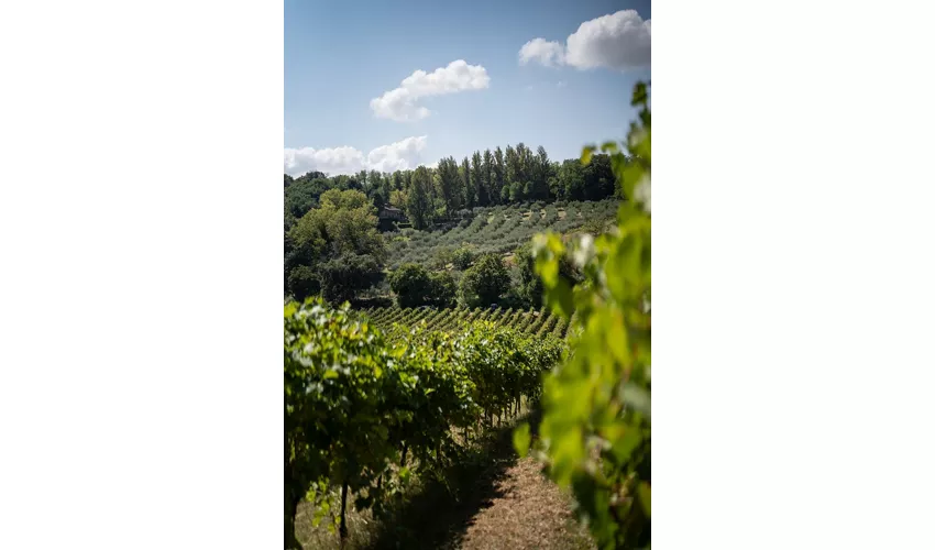 Azienda Agricola De Leyva