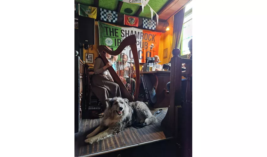 The Shamrock Irish Pub
