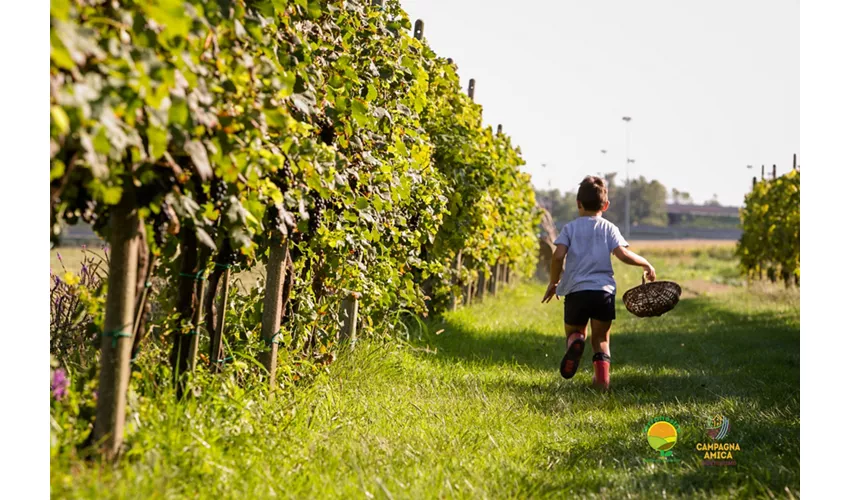 Agriturismo Ai Carpini