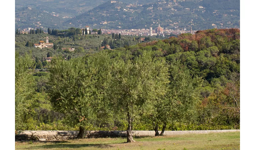 La Canigiana