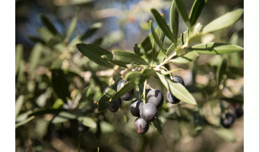 La Canigiana