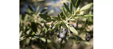 La Canigiana