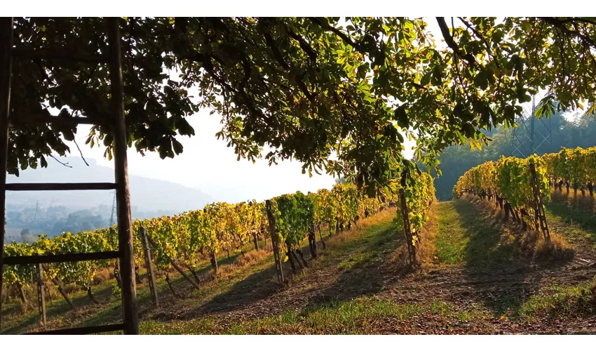 Cascina Perfumo