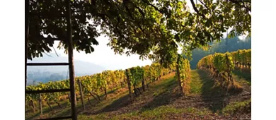Cascina Perfumo