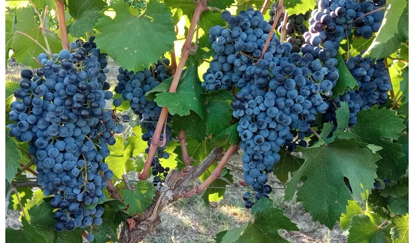 Cascina Perfumo